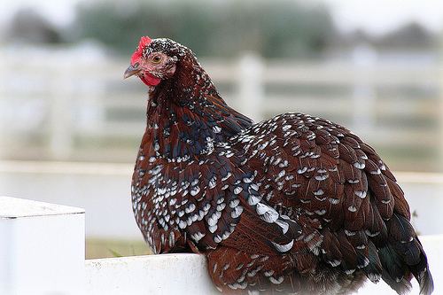 Adult Black Layer Bird_1