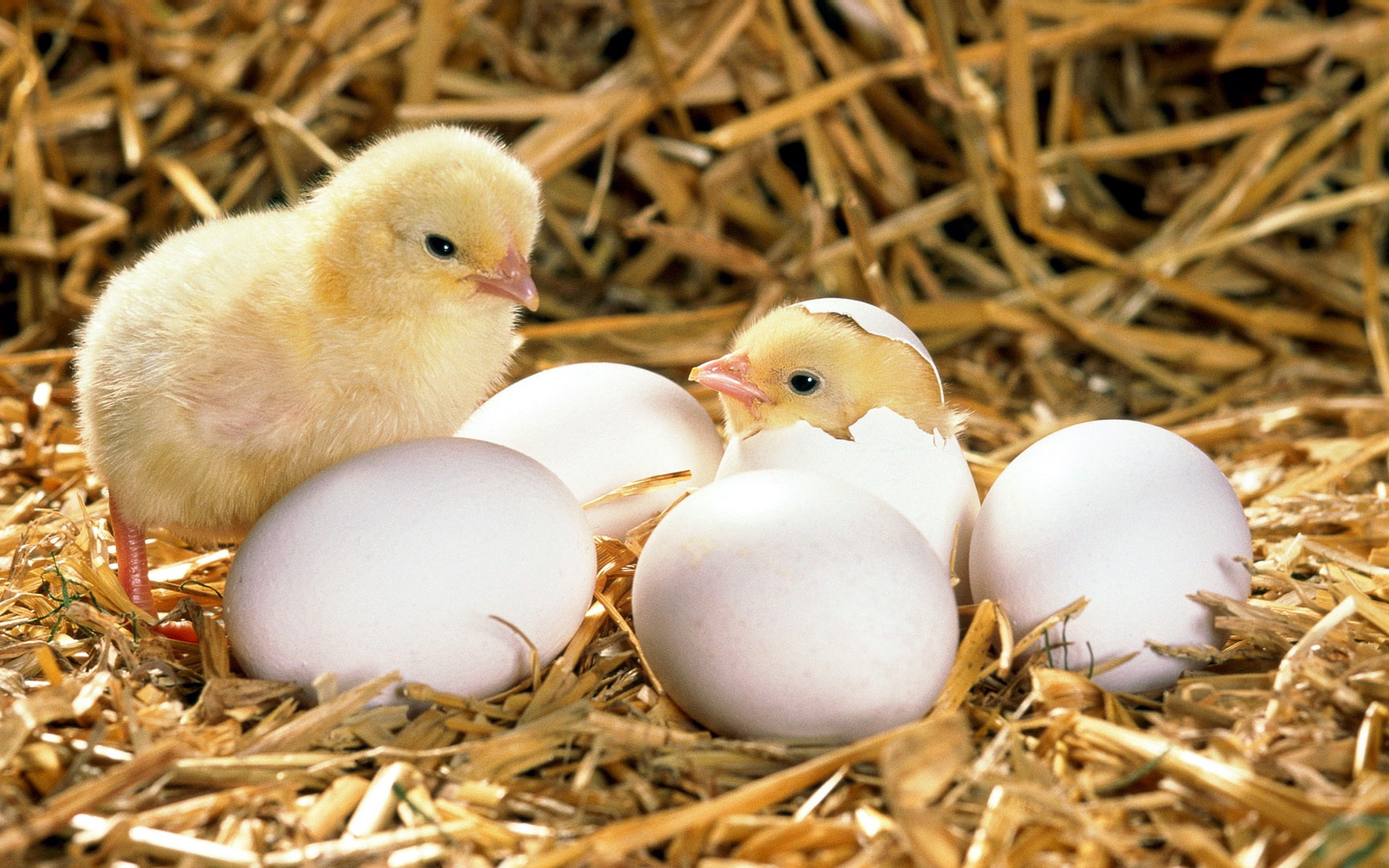 chicken_eggs_shell_hatched_hay_56420_3840x2400